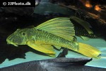 hypostomus luteus hypostomus luteus