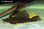 hypostomus luteus hypostomus luteus