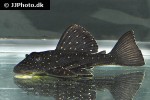 hypostomus luteus hypostomus luteus