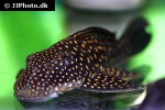 hypostomus margaritifer hypostomus margaritifer