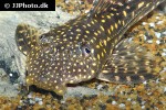 hypostomus margaritifer hypostomus margaritifer