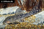 hypostomus margaritifer hypostomus margaritifer