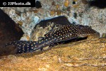 hypostomus margaritifer hypostomus margaritifer