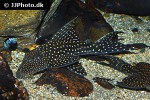 hypostomus margaritifer hypostomus margaritifer