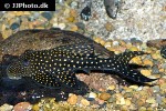 hypostomus margaritifer hypostomus margaritifer