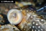 hypostomus margaritifer hypostomus margaritifer
