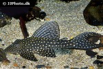 hypostomus margaritifer hypostomus margaritifer