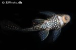 hypostomus margaritifer hypostomus margaritifer