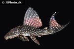 hypostomus margaritifer hypostomus margaritifer