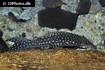 hypostomus margaritifer hypostomus margaritifer