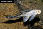 hypostomus margaritifer hypostomus margaritifer