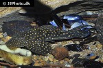 hypostomus margaritifer hypostomus margaritifer