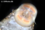 hypostomus margaritifer hypostomus margaritifer