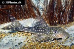 hypostomus margaritifer hypostomus margaritifer