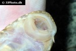 hypostomus margaritifer hypostomus margaritifer