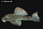 hypostomus micromaculatus hypostomus micromaculatus