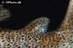 hypostomus micromaculatus hypostomus micromaculatus