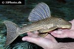 hypostomus myersi hypostomus myersi