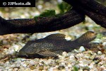 hypostomus nematopterus hypostomus nematopterus