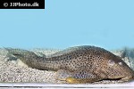 hypostomus oculeus hypostomus oculeus