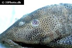 hypostomus oculeus hypostomus oculeus