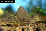 hypostomus plecostomoides hypostomus plecostomoides