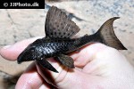 hypostomus plecostomoides hypostomus plecostomoides