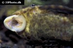 hypostomus plecostomoides hypostomus plecostomoides