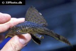hypostomus plecostomoides hypostomus plecostomoides