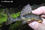 hypostomus plecostomoides hypostomus plecostomoides