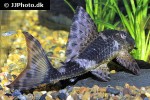 hypostomus plecostomoides hypostomus plecostomoides