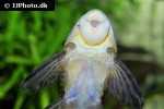 hypostomus plecostomoides hypostomus plecostomoides