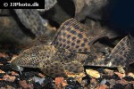 hypostomus plecostomoides hypostomus plecostomoides