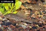 hypostomus plecostomoides hypostomus plecostomoides