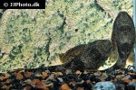 hypostomus plecostomus hypostomus plecostomus