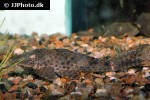 hypostomus plecostomus hypostomus plecostomus