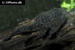 hypostomus plecostomus hypostomus plecostomus