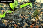 hypostomus plecostomus hypostomus plecostomus