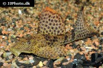 hypostomus punctatus hypostomus punctatus