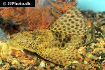 hypostomus punctatus hypostomus punctatus