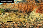 hypostomus punctatus hypostomus punctatus