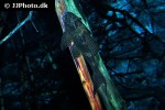 hypostomus pusarum hypostomus pusarum