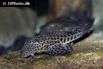hypostomus pusarum hypostomus pusarum