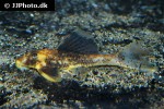hypostomus pusarum hypostomus pusarum