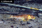hypostomus pusarum hypostomus pusarum