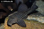 hypostomus pusarum hypostomus pusarum