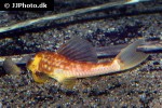 hypostomus pusarum hypostomus pusarum
