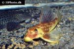 hypostomus pusarum hypostomus pusarum