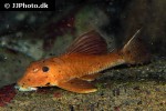 hypostomus pusarum hypostomus pusarum