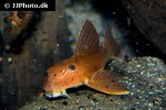 hypostomus pusarum hypostomus pusarum